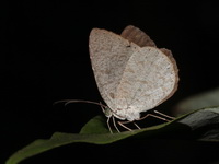 Common Darkie - ssp permagnus - male  - Khao Luang Krung Ching NP