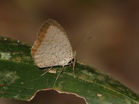 Common Darkie - ssp permagnus - male  - Pa Phru Sirindhorn
