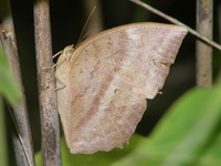 Common Duffer - ssp despoliata - female  - Phuket