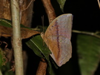 Common Duffer - ssp despoliata - male  - Khlong Naka WS