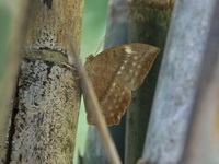 Common Duffer - ssp zal - female  - Sai Yok NP
