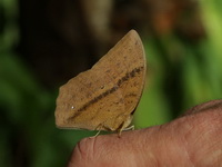 Common Duffer - ssp zal - male  - Doi Phu Kha NP