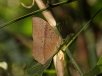 Common Duffer - ssp zal - male  - Phu Wua WS