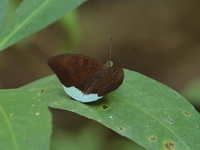Common Earl - ssp odilina - male  - Khao Ang Rue Nai WS