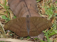 Common Earl - ssp xiphiones - female  - Kaeng Krachan NP