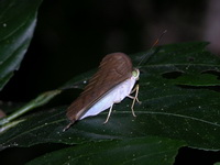 Common Earl - ssp xiphiones - female  - Phuket
