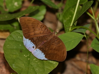 Common Earl - ssp xiphiones - male  - Baan Maka