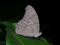 Common Evening Brown - ssp leda - female  - Khao Sok NP