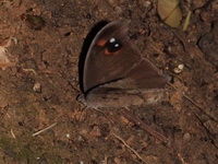 Common Evening Brown - ssp leda - female dsf  - Khao Soi Dao WS