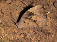 Common Evening Brown - ssp leda - female dsf  - Khao Soi Dao WS