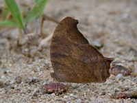 Common Evening Brown - ssp leda - male dsf  - Khao Pu Khao Ya NP