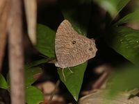 Common Evening Brown - ssp leda - male wsf  - Phu Wua WS