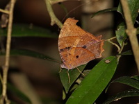 Common Evening Brown - ssp leda  - Kaeng Krachan NP