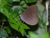 Common Faun - ssp arcesilas  - Phuket
