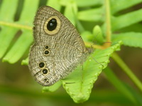 Common Fivering - ssp newboldi  - Phuket