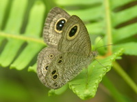 Common Fivering - ssp newboldi  - Phuket