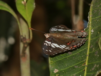 Common Gaudy Baron - ssp lubentina - female  - Baan Maka