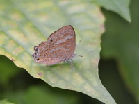 Common Gem - ssp regia - female  - Khao Ramrom