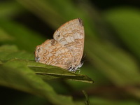 Common Gem - ssp tavoyana - male  - Thong Pha Phum NP