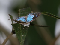 Common Gem - ssp tavoyana - male  - Thong Pha Phum NP
