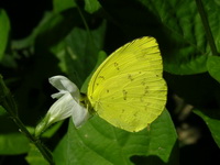 Common Grass Yellow - ssp hecabe  - Phuket