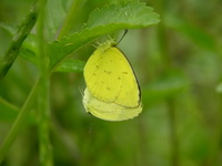 Common Grass Yellow - ssp hecabe  - Phuket
