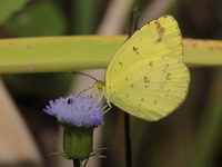 Common Grass Yellow - ssp hecabe  - Doi Lang