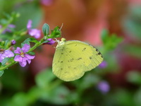 Common Grass Yellow - ssp hecabe  - Chiang Dao