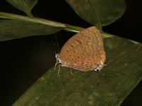 Common Green Oakblue - ssp maxwelli - female  - Kui Buri NP