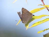 Common Guava Blue  - Mae Wong NP