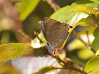 Common Guava Blue  - Mae Wong NP