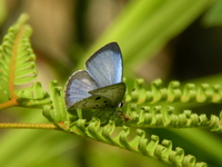 Common Hedge Blue - ssp lambi  - Phuket
