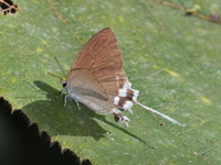 Common Imperial - ssp evansi - female  - Khao Kitchakut NP