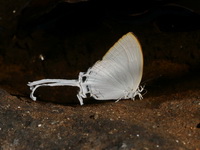 Common Imperial - ssp evansi - male  - Phu Langka NP