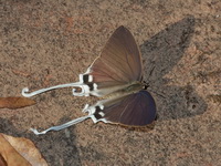 Common Imperial - ssp evansi - male  - Phu Langka NP