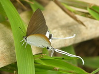 Common Imperial - ssp freja - female  - Phuket