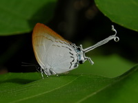 Common Imperial - ssp freja  - Phuket