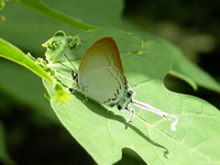 Common Imperial - ssp freja  - Phuket