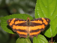 Common Jester - ssp luciana - male  - Chiang Dao