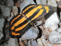 Common Lascar - ssp siaka  - Kaeng Krachan NP