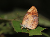 Common Lascar - ssp siaka  - Ta Phraya NP
