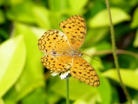 Common Leopard - ssp phalantha  - Phuket