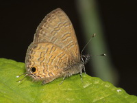 Common Lineblue - ssp ardates  - Kaeng Krachan NP