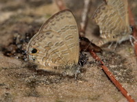 Common Lineblue - ssp ardates  - Phu Kradueng NP