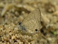 Common Lineblue - ssp superdates  - Phuket