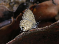 Common Lineblue - ssp superdates  - Phuket