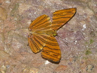 Common Maplet - ssp risa  - Phuket