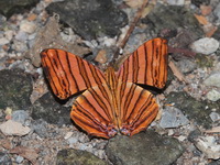 Common Maplet - ssp risa  - Khao Laem NP