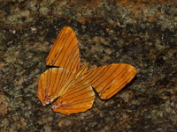 Common Maplet - ssp risa  - Khao Soi Dao WS