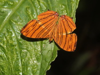 Common Maplet - ssp risa  - Doi Inthanon NP